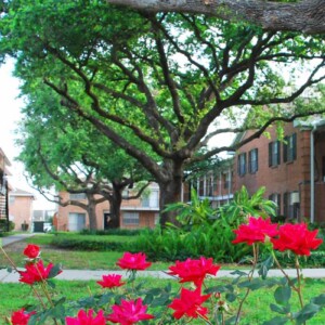 lush courtyard with oak trees and roses surrounding apartments