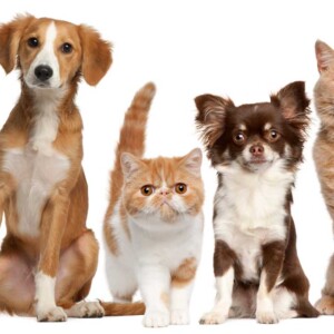 cute dogs and cats